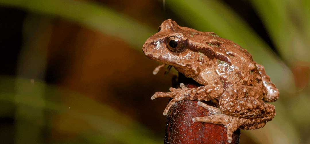 Archey's frog on stick of fern